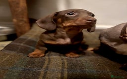 Miniature Dachshund dogs for sale: Gorgeous mini Dachshund Boys  - Image 3