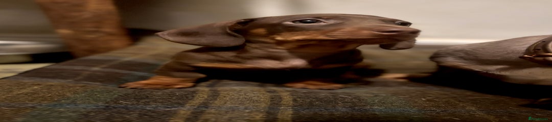 Miniature Dachshund Puppy 2