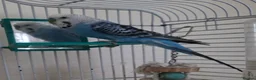 Budgerigars birds for sale: Male handreared budgie in Neath - Advert 4
