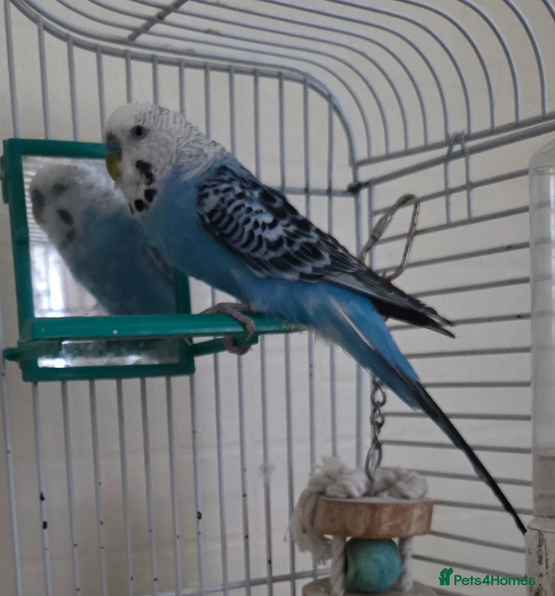 Budgerigars birds for sale: Male handreared budgie in Neath - Advert 4