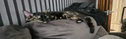 Mixed Breed cats for sale: Chi-Chi And lucas in Maidenhead - Advert 6