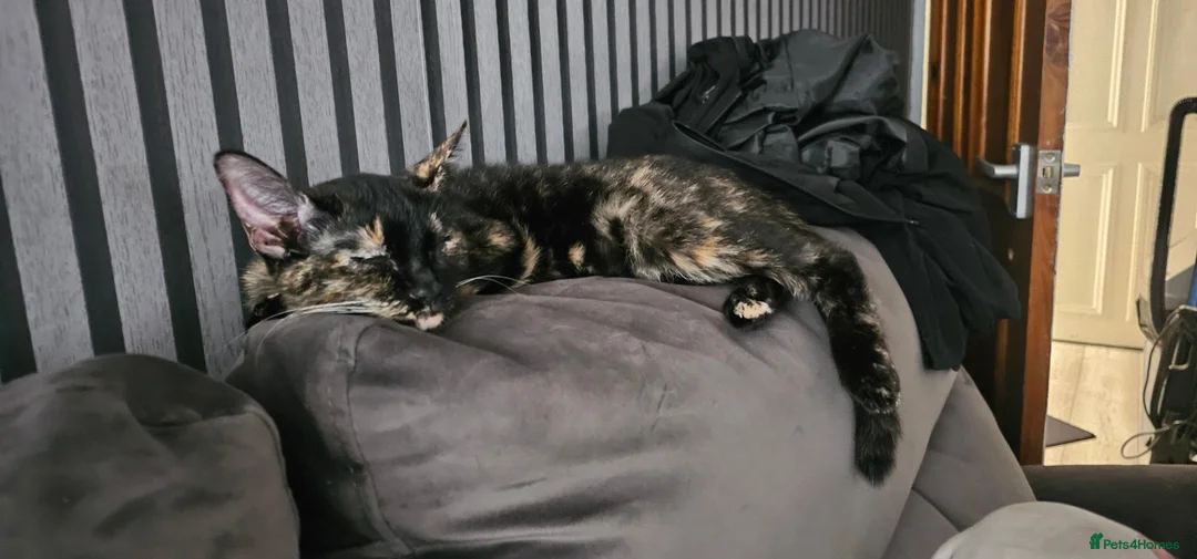 Mixed Breed cats for sale: Chi-Chi And lucas in Maidenhead - Advert 6
