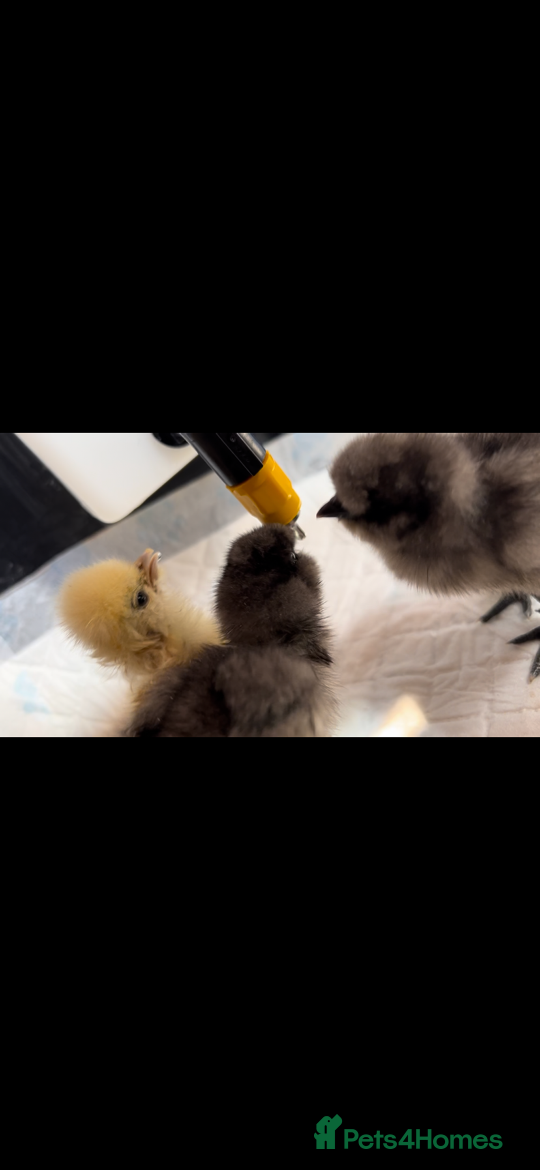 Chickens poultry for sale: Unhatched pure bred silky chicken eggs  - Advert 1