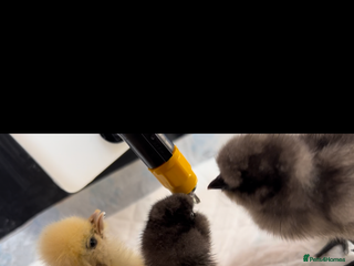 Chickens poultry Unhatched pure bred silky chicken eggs - Advert 1