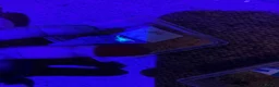 Scorpions invertebrates for sale: Captive-Bred Dune Scorpion Slings  - Advert 3
