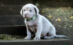 Labrador Retriever dogs for sale: Stunning litter  - Image 3