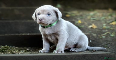 Labrador Retriever dogs - Advert 3