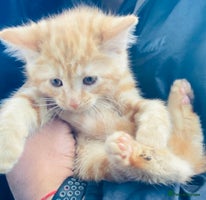 Mixed Breed cats - Advert 4