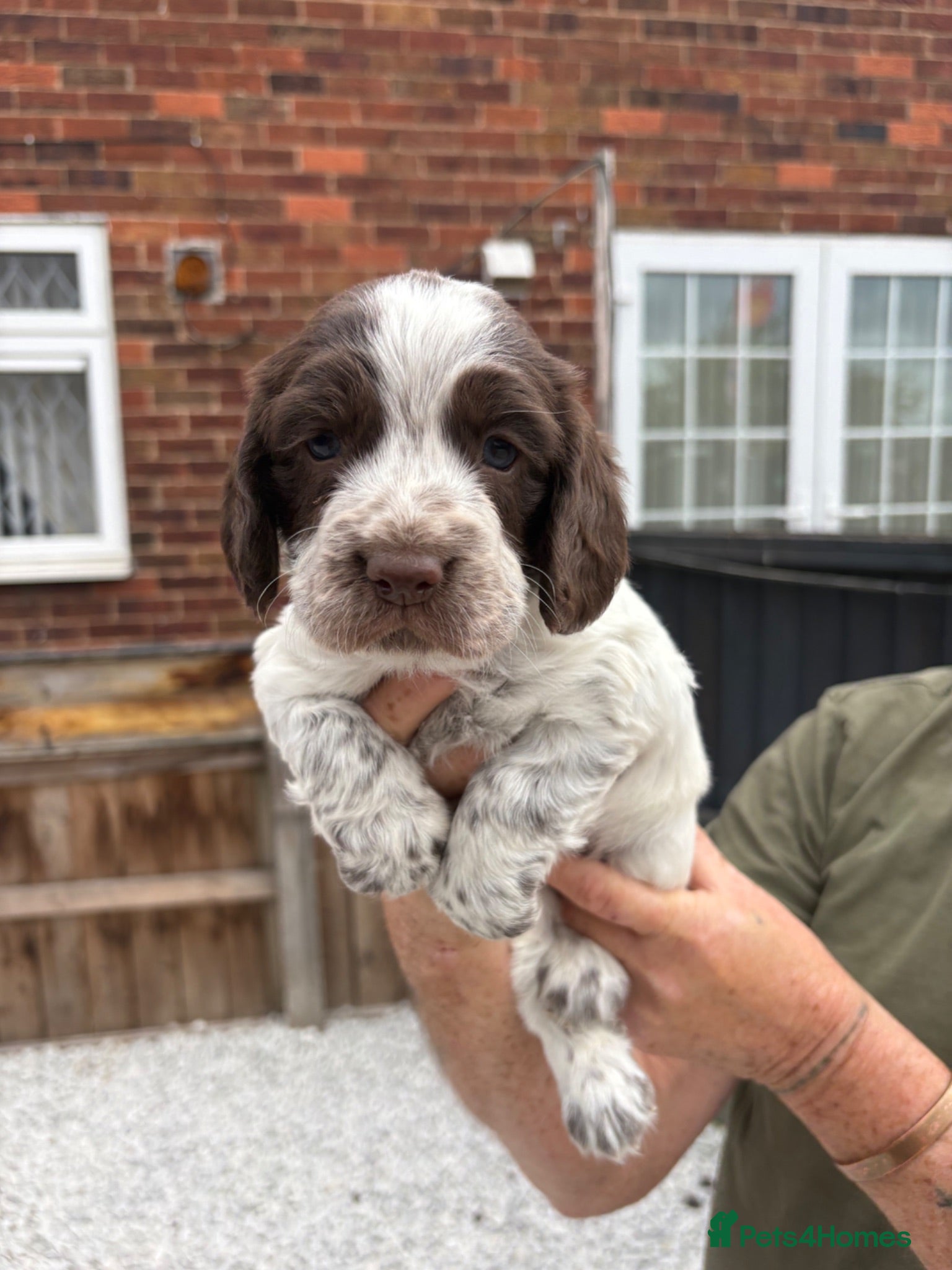 Sprocker dogs Sprocker Pups - Advert 15