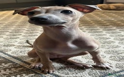 Italian Greyhound dogs for sale: Stunning 4 month old Italian Greyhound KC Reg - Image 2