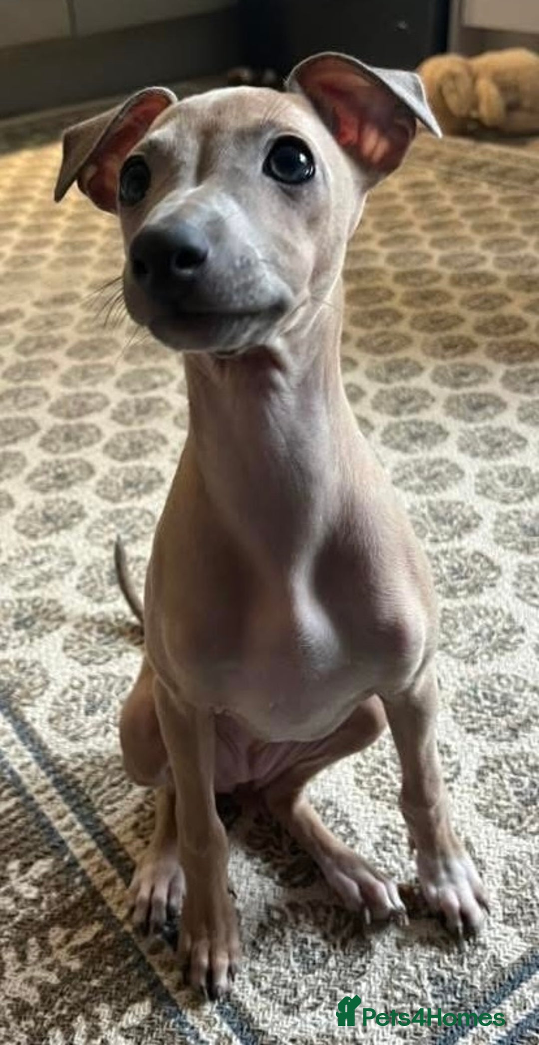Italian Greyhound dogs for sale: Stunning 4 month old Italian Greyhound KC Reg - Image 2