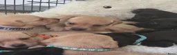Labrador Retriever dogs for sale: Hips/elbows/eyes/dna/kc 5 star licensed - Advert 5
