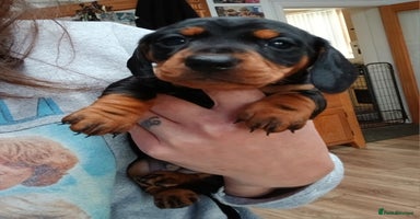 Miniature Dachshund dogs Miniature Dachshund puppies PRA clear DNA tested - Advert 8