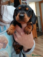 Miniature Dachshund dogs Miniature Dachshund puppies PRA clear DNA tested - Advert 8