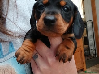 Miniature Dachshund dogs Miniature Dachshund puppies PRA clear DNA tested - Advert 14