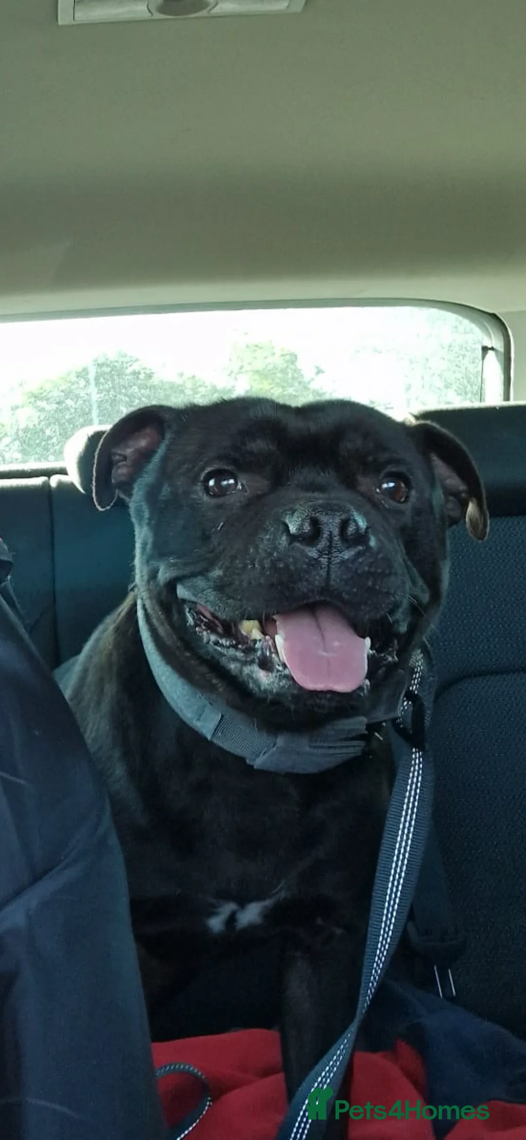 Staffordshire Bull Terrier dogs for stud: STORM FOR STUD in Newton Aycliffe - Advert 24