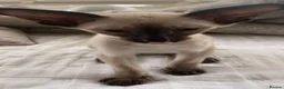 Oriental cats for sale: Male Chocolate point  - Advert 5