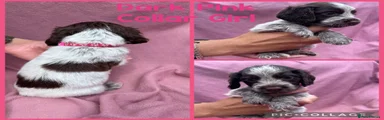 Cocker Spaniel Dark Pink Collar