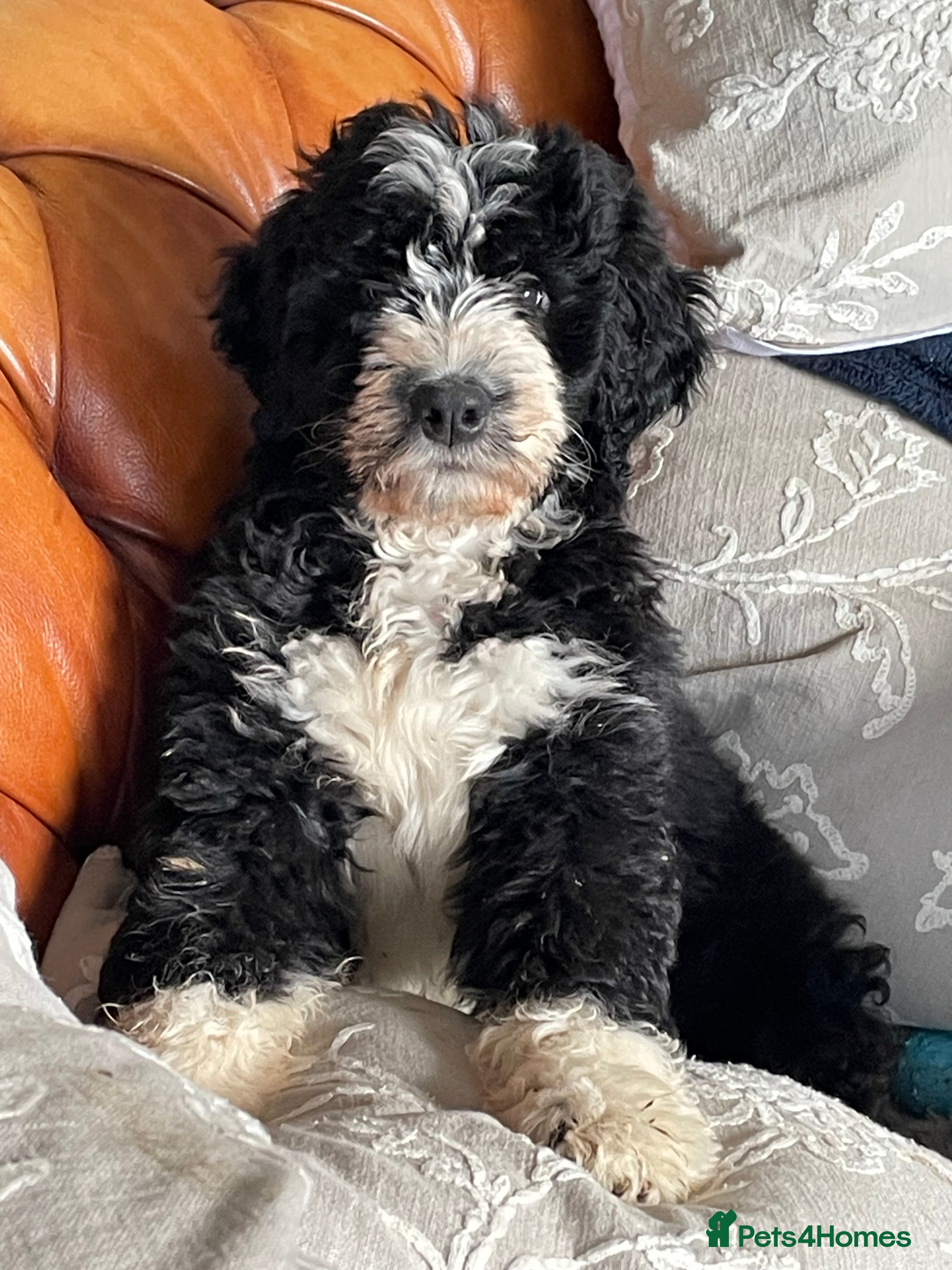 Bernedoodle dogs F1 Bernadoodle puppy bitch - Advert 1