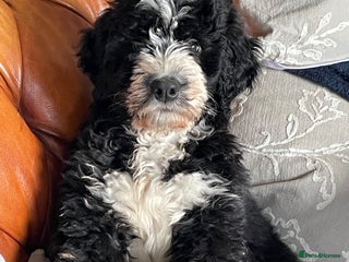 Bernedoodle dogs F1 Bernadoodle puppy bitch - Advert 1