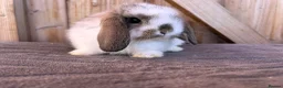 Mini Lop rabbits for sale: Show bloodline mini lop babies for reserve  - Advert 6