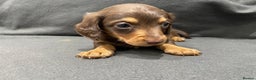 Miniature Dachshund dogs for sale: Quality KC Registered Mini Long-Haired Dachshunds  - Advert 12