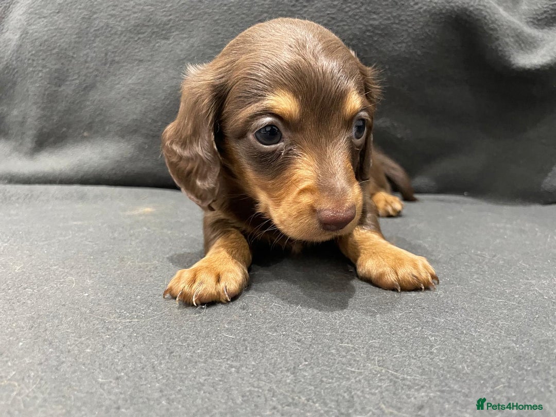 Miniature Dachshund dogs for sale: Quality KC Registered Mini Long-Haired Dachshunds  - Advert 12