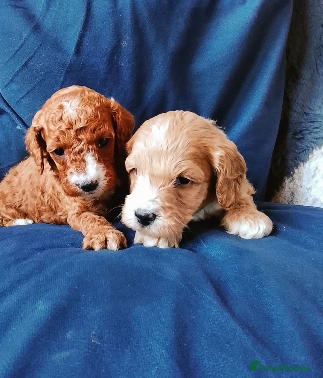Cavapoo dogs for sale: F1b Cavapoo Puppies  - Advert 8