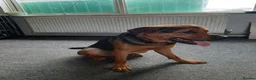 Mixed Breed dogs for sale: Narla  in Droitwich - Advert 4