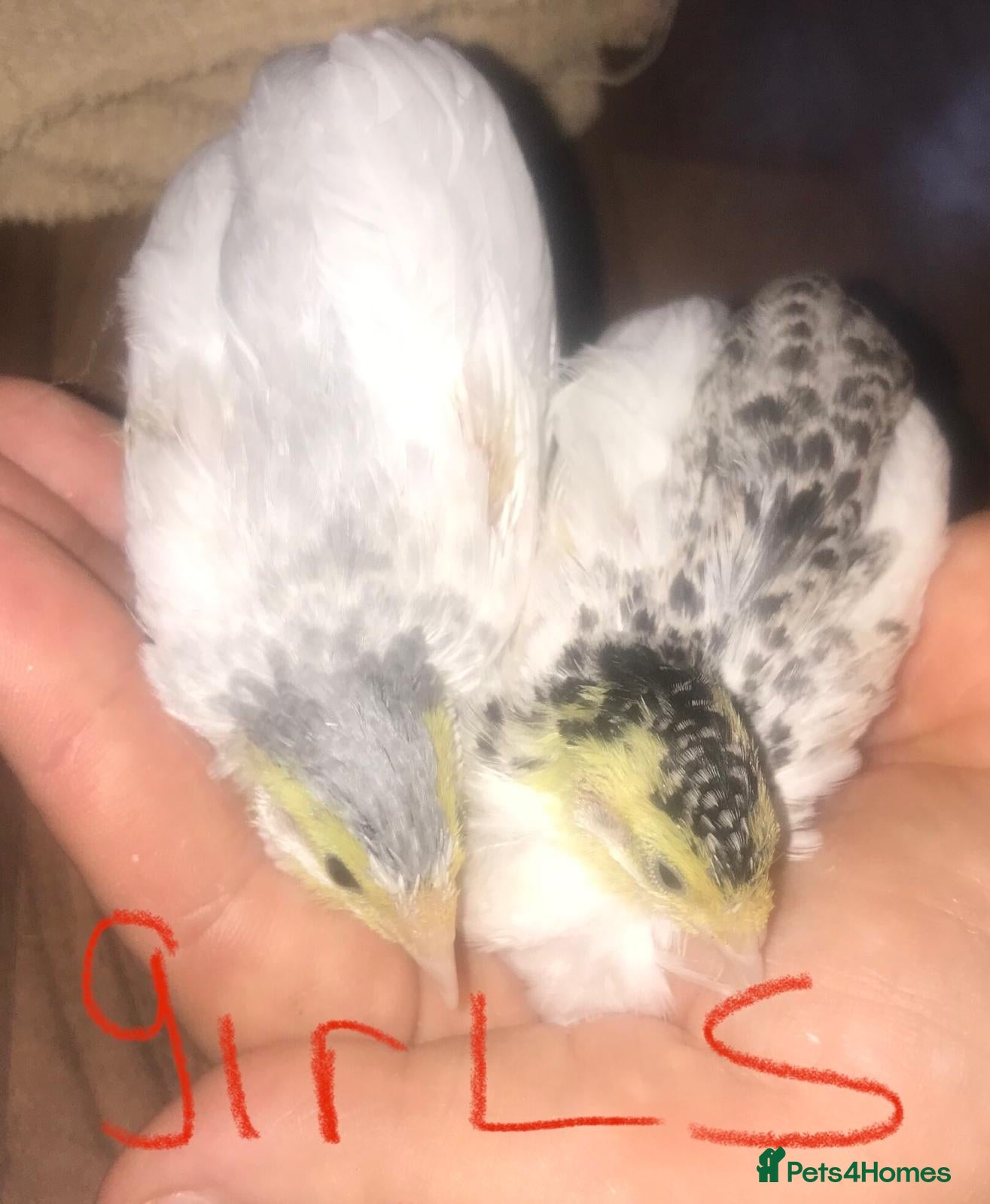 Quail poultry SEXED QUAILS/CHINESE PAINTED BUTTONS ! - Advert 5