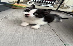 Mixed Breed cats for sale: Kittens  - Image 1