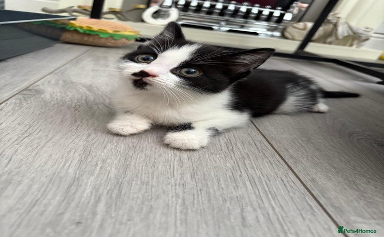 Mixed Breed cats - Advert 10
