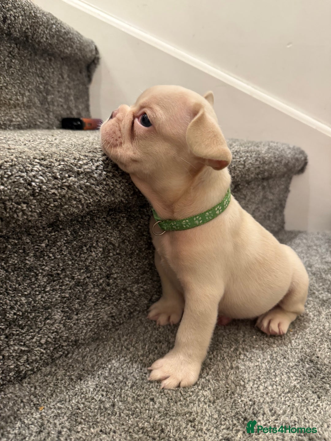 French Bulldog dogs for sale: Cream/ platinum French Bulldog puppy , ready now❤️ - Advert 15