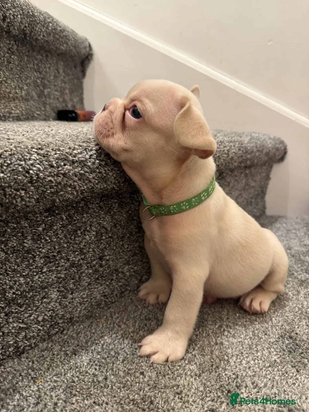 French Bulldog dogs for sale: Cream/ platinum French Bulldog puppy , ready now❤️ - Advert 20