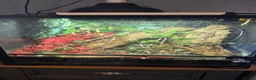 Mixed Breed reptiles for sale: Stick insects  in Cheltenham - Advert 5