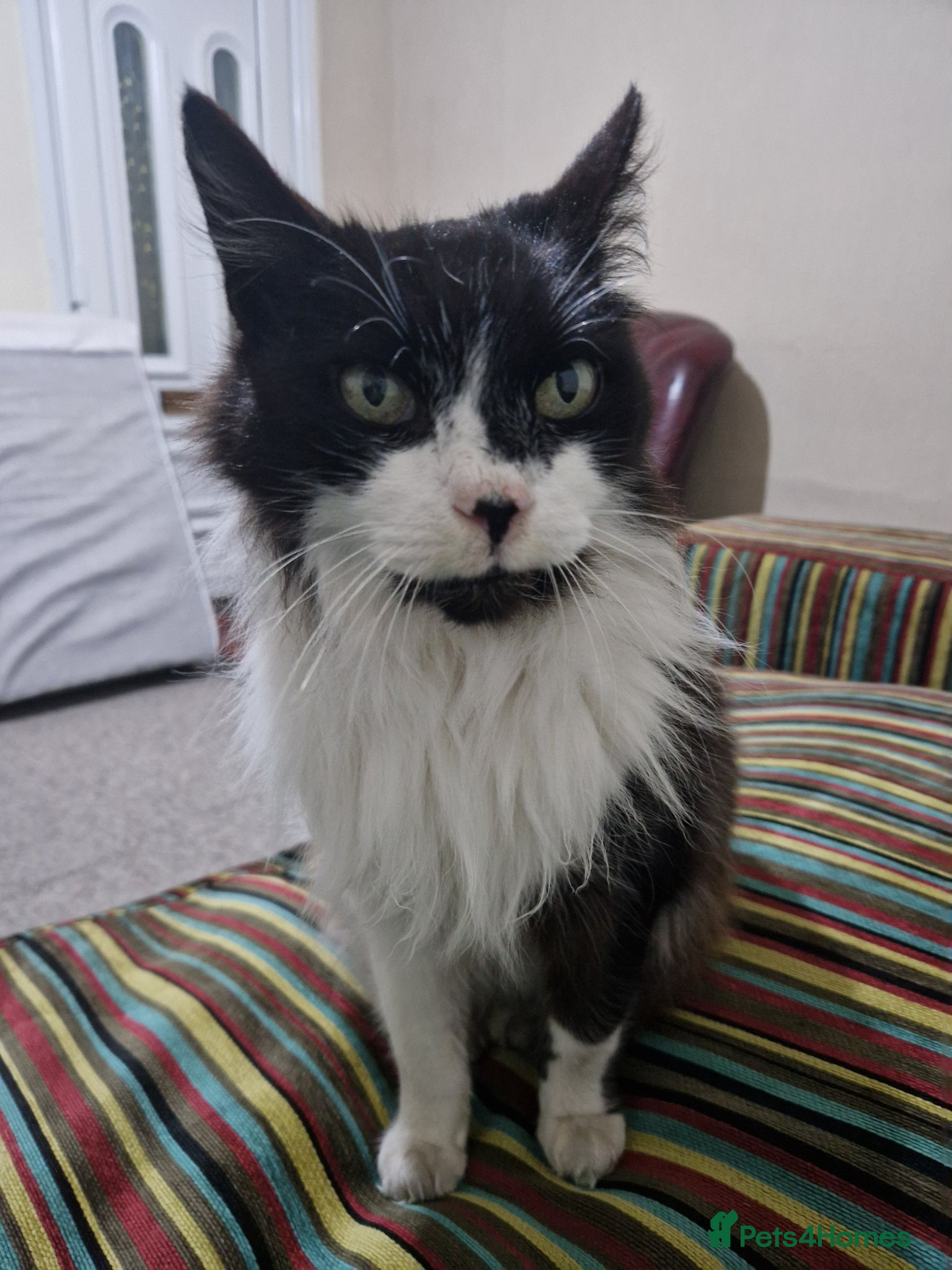 Mixed Breed cats Friendly male cat - Advert 4
