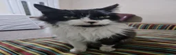 Mixed Breed cats for sale: Friendly male cat - Advert 1