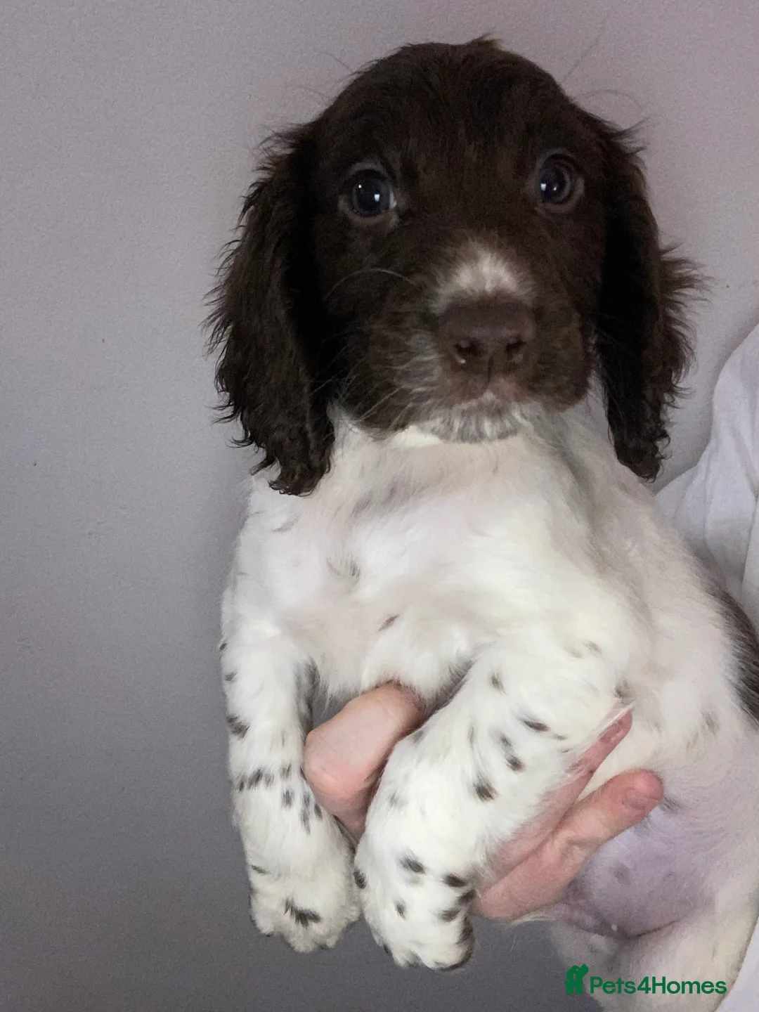 Sprocker dogs for sale: Beautiful Sprocker Puppies Ready 30th December - Advert 32