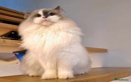 Ragdoll cats for sale: Loving Ragdoll girl for sale - Image 2