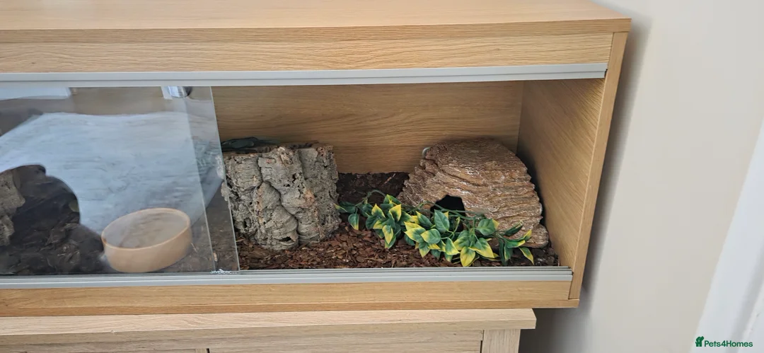 Python Snake reptiles for sale: Banana royal python  - Advert 13