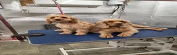 Cockapoo dogs for sale: 1 female F1 Cockapoo - Advert 2