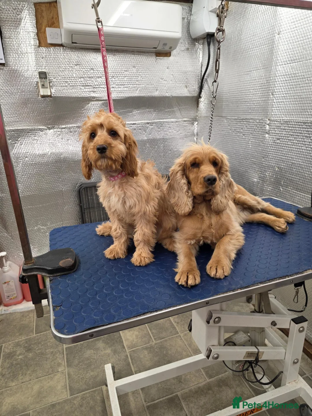 Cockapoo dogs for sale: 1 female F1 Cockapoo - Advert 2
