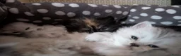 Persian cats for sale: ✨ Beautiful Persian Kittens for Sale ✨ - Advert 8