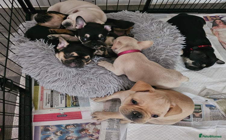 French Bulldog dogs - Advert 5