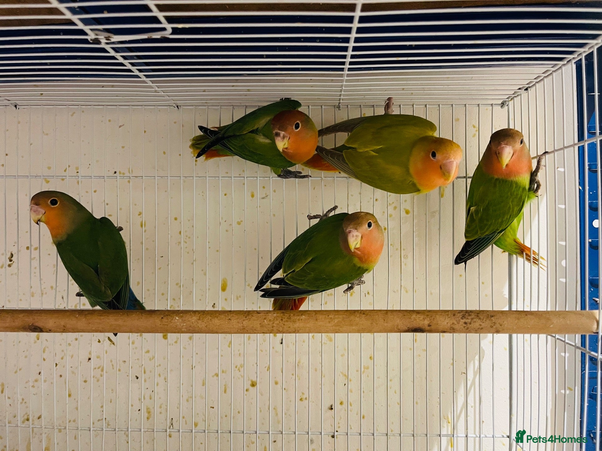 Lovebirds birds lovebirds for sale - Advert 2