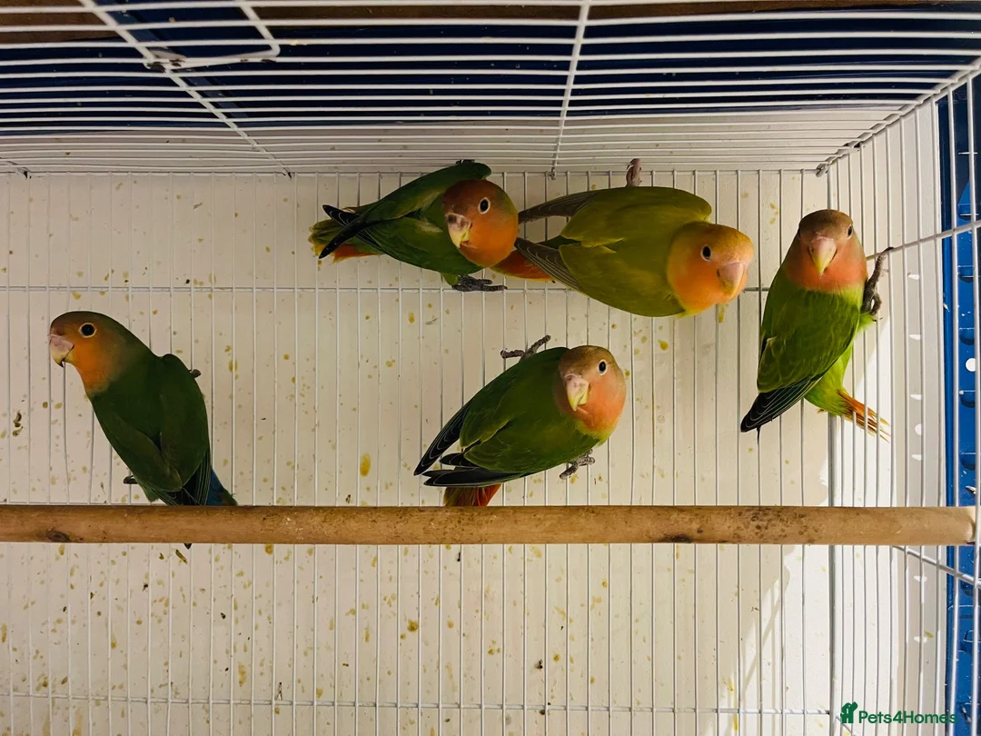 Lovebirds birds for sale: lovebirds for sale - Advert 2