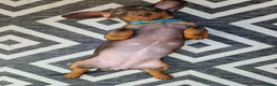 Miniature Dachshund dogs for sale: Only 1 female puppy left now  - Advert 10