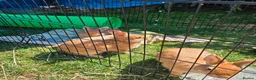 Netherland Dwarf rabbits for sale: Netherland Dwarf rabbits ready for their new homes - Advert 3