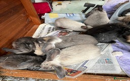 Mini Lop rabbits for sale: Mix of loo , lionhead  - Image 3