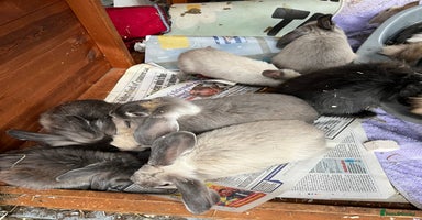 Mini Lop rabbits - Advert 5